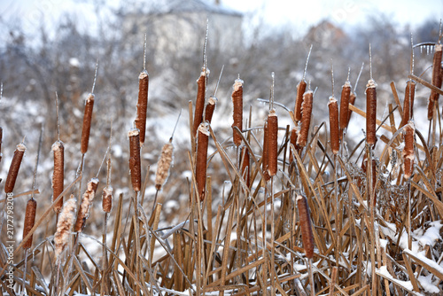 Принти на полотні Typha close-up