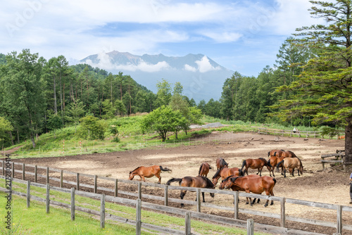 Obraz w ramie 木曽馬の牧場と御嶽山（長野県 開田高原）