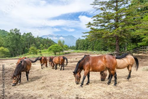Plakat 干し草を食む木曽馬と御嶽山（長野県 開田高原）
