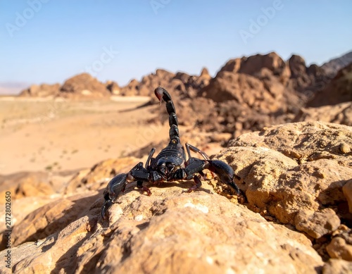 Plakat A Black Scorpion Stands Alertly on a Sun-Drenched Rocky Outcrop in a Desert Landscape