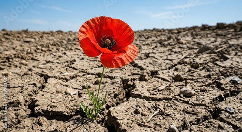 Vibrant Red Poppy Blooming Amidst Cracked Dry Earth Under a Clear Blue Sky