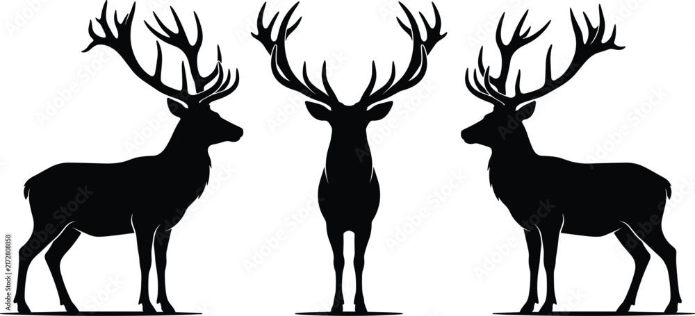Naklejka premium Majestic male red deer bucks featuring large branched antlers facing side and front isolated on white background