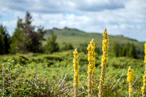 Mullein in the beautiful summer mountain . Vitosha Mountain,Bulgaria