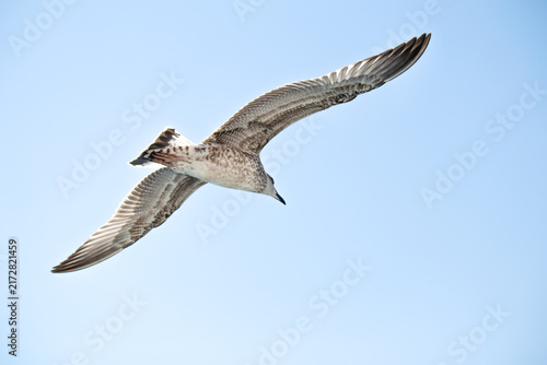Ornithology. A seagull is flying on Bosphorus Istanbul. A silver seagull flying against a blue sky background. Bird, animal idea concept. Copy space, blank, empty.