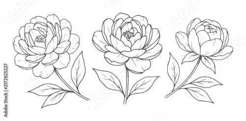Three delicate line peonies with leaves a white peony flower floral botanical