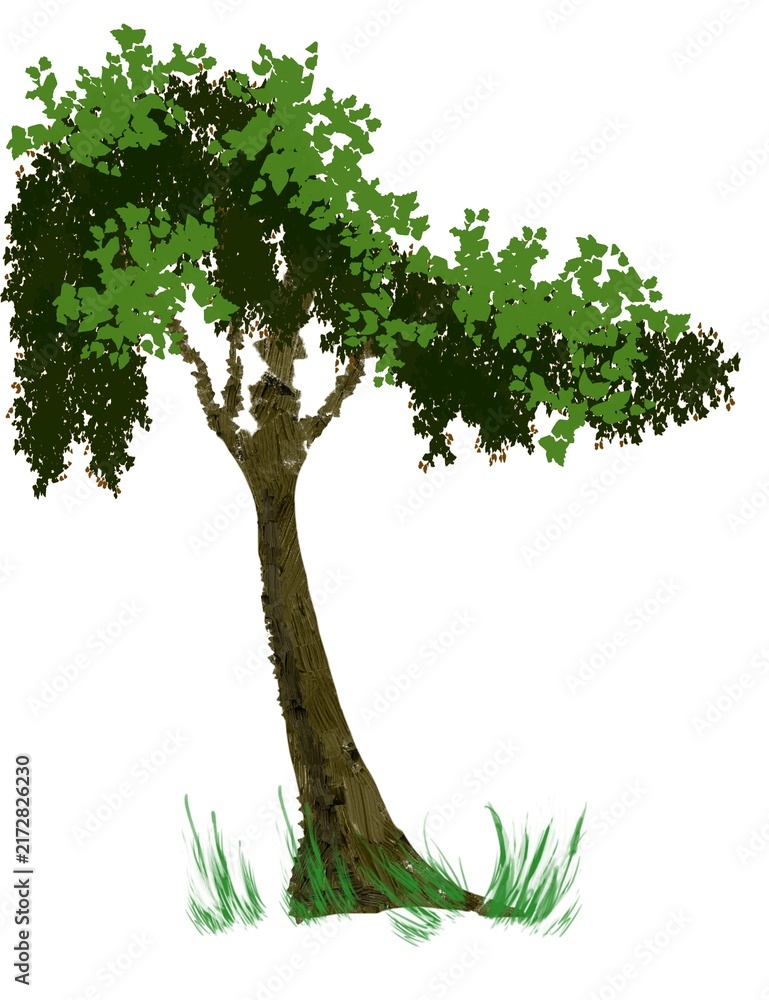 Fototapeta premium tree with green leaves