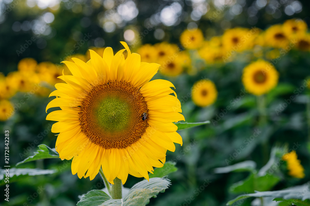 Obraz premium Close up of a bee pollinating a beautiful yellow sunflower