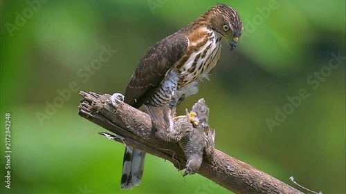 A hawk eats its prey while perched on a branch