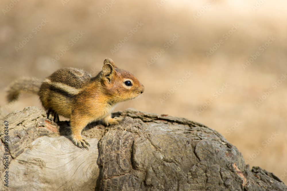 Naklejka premium GoldenMantled Ground Squirrel Perched on Weathered Log in Soft
