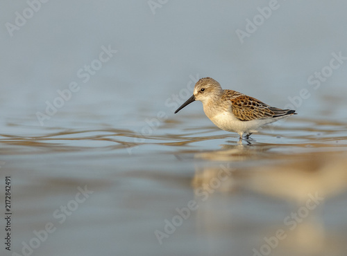 Canvastavla Dunlin Wading in Shallow Water With Soft Reflection at Sunrise