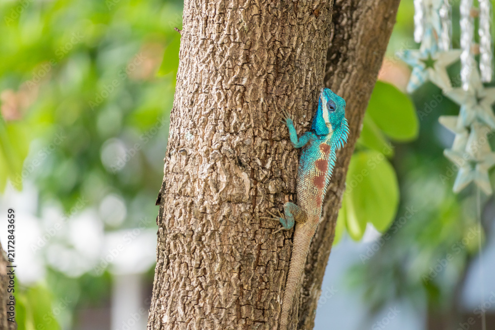 Naklejka premium Vibrant Blue crested Lizard Climbing on Tree Trunk
