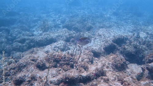 Marine Life and Ocean: 4K Underwater Video of a Caribbean Reef Squid Hovering Over a Coral Reef in Key Largo, Florida