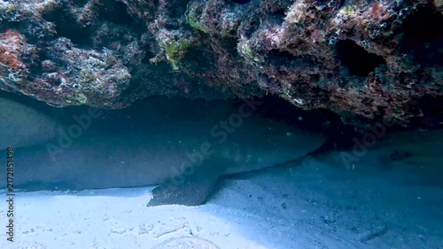 Marine Life and Ocean: 4K Close-Up of a Nurse Shark Resting and Sheltering Under a Coral Rock Ledge in Key Largo, Florida