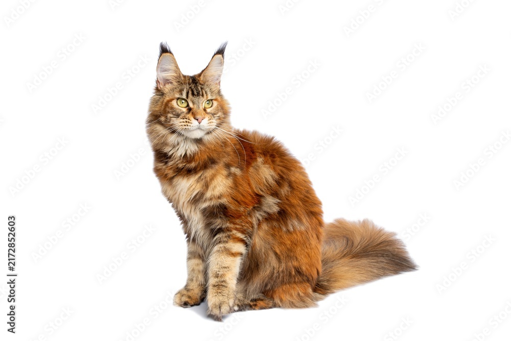 Fototapeta premium Orange tabby Maine Coon cat sitting sideways with tail isolated on white background