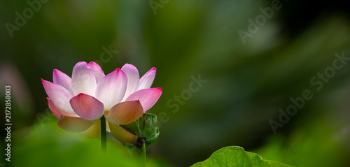 Lotus pond. Water lily close up. Sacred lotus flower in Buddhism. Calmness and tranquility. Spa treatments, yoga, meditation. Tropical nature.
