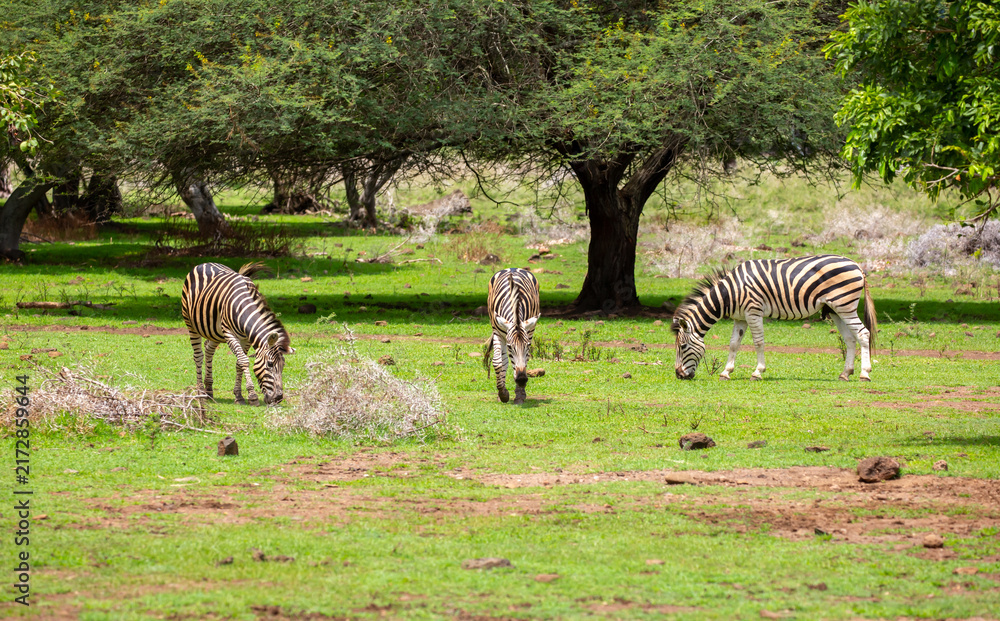 Fototapeta premium Zebras walking in a green meadow and eating grass. African zebras in the savannah. Wild animals in their natural habitat.