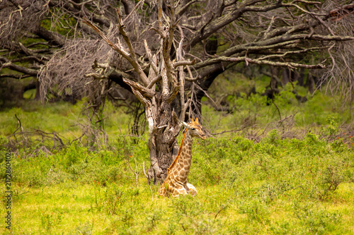 Canvastavla A close-up of a giraffe against a green backdrop