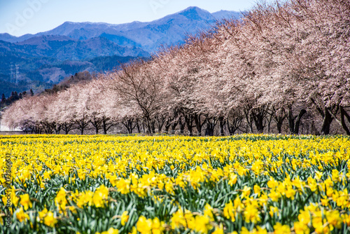 壮大な山並みを背景に広がる満開の黄色い水仙畑と桜の列