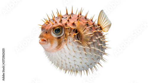 Quadro su tela Spiky exotic pufferfish swimming marine underwater sea life creature isolated on