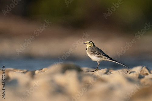 Obraz na plátne Small wagtail bird standing on a pebble beach