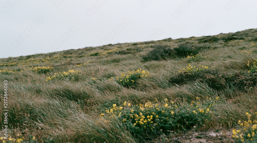 Naklejka premium The Hillside Covered in Yellow Wildflowers Under a Soft Grey Sky