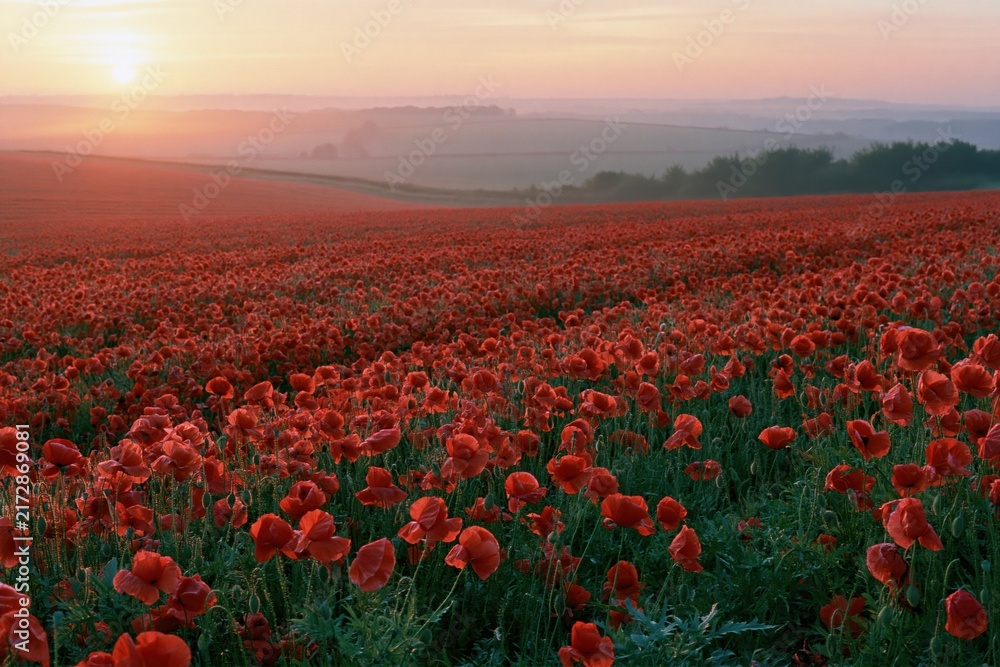 Naklejka premium The Poppy Field at Sunrise Over Rolling Hills With Mist and Golden Light