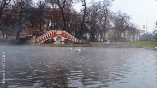 Gulls flying over a misty pond in a city park. Misty urban park landscape featuring white gulls soaring and gliding across water surface near small wooden bridge during cold foggy morning