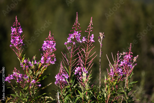 Beautiful close up of alpine flowers and wild berries in the Austrian Alps, illuminated by warm summer sunlight, showcasing vibrant colors, delicate textures and the rich beauty of pristine nature.