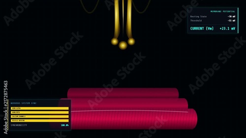 Neuromuscular Junction: A 3D animation illustrating a motor neuron releasing neurotransmitters across a synapse to activate a muscle fiber