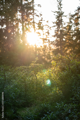 Cinematic sunlight streaming through tree branches in an Austrian alpine forest, creating dramatic rays and warm atmospheric light among the trees, capturing the peaceful beauty of summer wilderness.