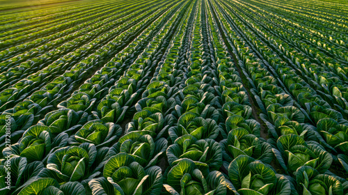 Birds eye perspective of vibrant green cabbage fields arranged in neat rows illuminated by warm golden sunlight