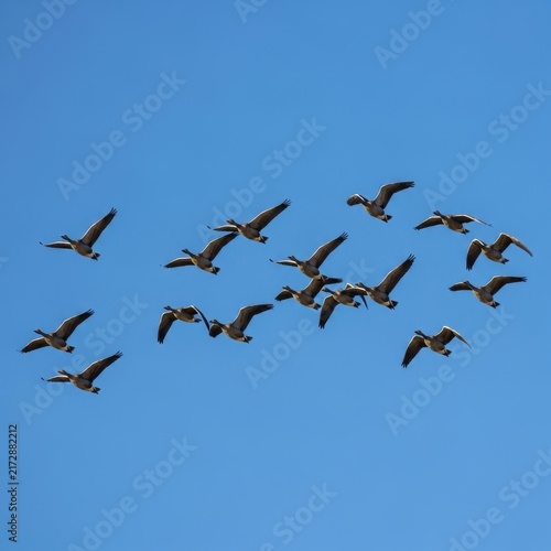 Flock of Geese Flying in Formation Against Blue Sky.