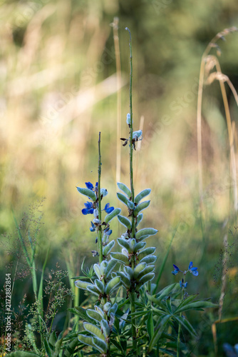 Beautiful close up of alpine flowers and wild berries in the Austrian Alps, illuminated by warm summer sunlight, showcasing vibrant colors, delicate textures and the rich beauty of pristine nature.