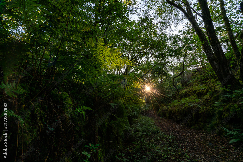 Fototapeta premium Sunburst breaking through woodland trees over green ferns