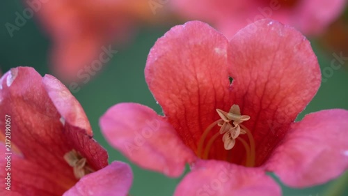 A macro close-up of a pink flower swaying in the wind. An elegant flower set against a soft green bokeh background.