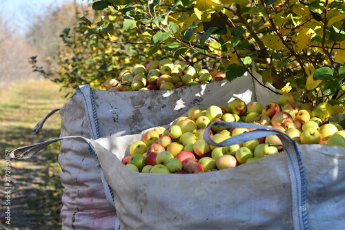 Large container bag filled with freshly harvested apples in front of stacked green plastic crates in orchard.