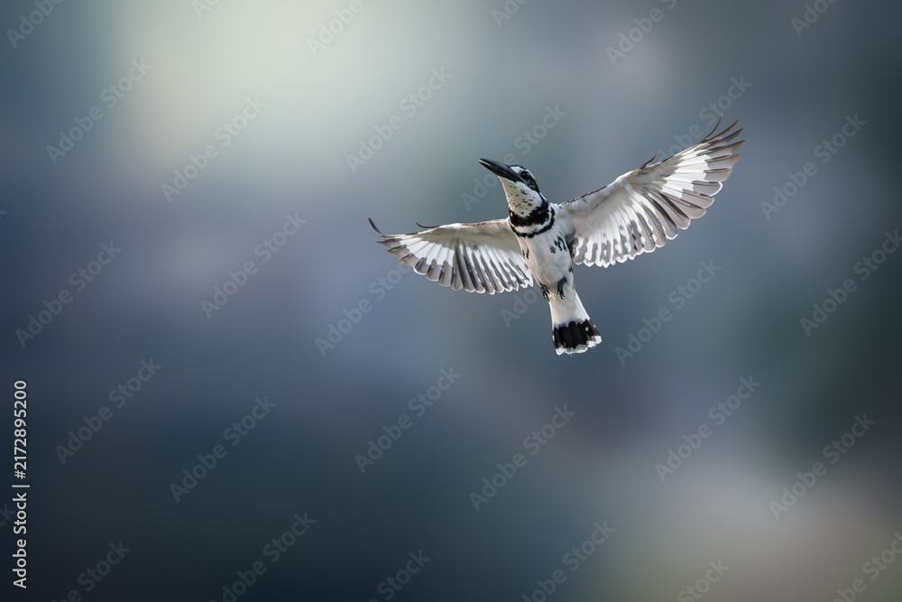 Obraz premium Pied Kingfisher, Ceryle rudis, mid-flight above water in nature, wings fully extended, black and white kingfisher hovers when seeking prey, dynamic wildlife action scene, dramatic smooth background