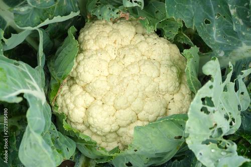 Fotografía Close-up of ripe organic cauliflower cabbage, top view