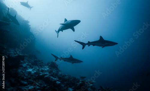 A shiver of  silky sharks patrols a deep ocean reef