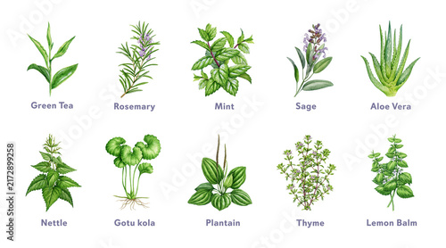 Herbs for natural skincare and wellness, hand painted watercolor illustration isolated. Aloe vera, sage, mint, rosemary, green tea and medicinal herbs for beauty, cosmetic and educational design.