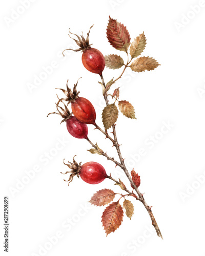 Vibrant Rose Hips and Autumn Foliage on a Delicate Branch Capturing the Essence of Seasonal Change and Natural Beauty Perfect for Botanical Artistry and Health-Related Content
