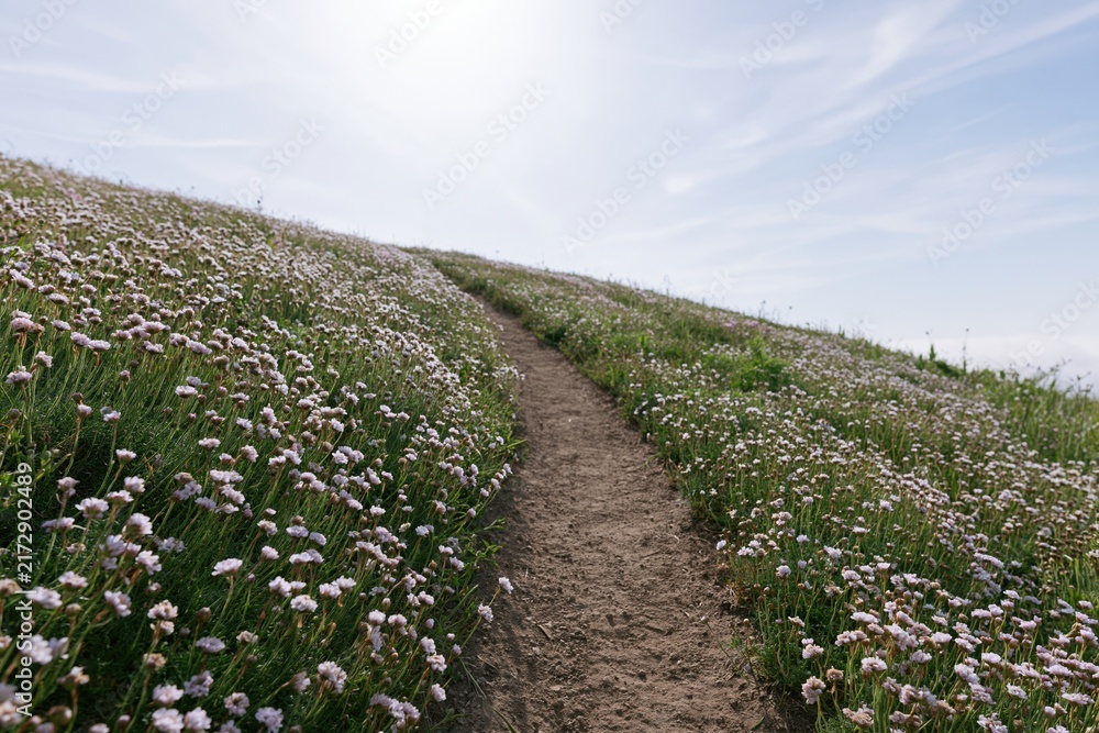 Naklejka premium The Winding Dirt Path Through a Field of White Flowers on a Hill