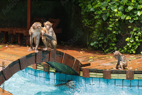 Photography A macaque family enjoying a pool day