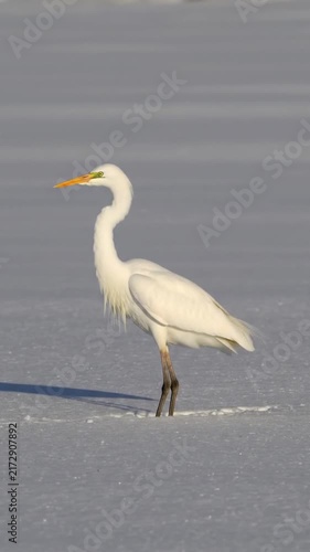 great blue heron