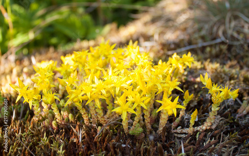Bild auf Leinwand Bright yellow goldmoss stonecrop flowers blooming in dry moss ground