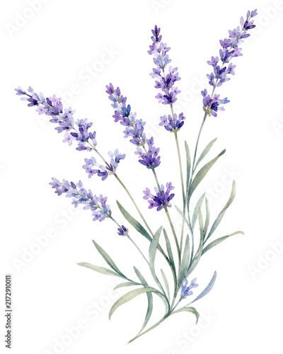 Delicate Watercolor Sprigs of Lavender Blooms Capturing Serene Summer Aromatherapy and Rustic Provençal Garden Charm Perfect for Floral Designs and Wellness Content.
