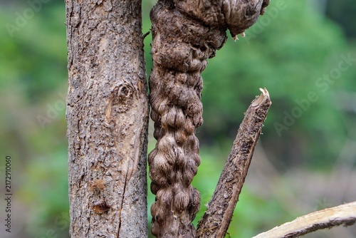 Extreme close-up shot of fibrous texture and natural burls on a tropical plant stem outdoors.