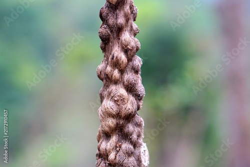 Extreme close-up shot of fibrous texture and natural burls on a tropical plant stem outdoors.
