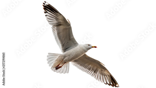 White seagull soaring gracefully in the air isolated on transparent background