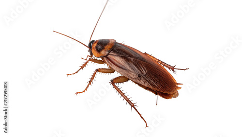 Brown cockroach pest crawling from side view isolated on transparent background